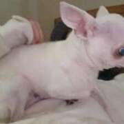 ヒメ日記 2025/03/24 14:42 投稿 ナツ★理想の小悪魔ボディ ヴィーナス(金津園)