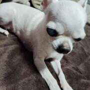 ヒメ日記 2025/06/24 15:48 投稿 ナツ★理想の小悪魔ボディ ヴィーナス(金津園)