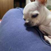 ヒメ日記 2025/08/18 18:48 投稿 ナツ★理想の小悪魔ボディ ヴィーナス(金津園)