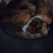 ヒメ日記 2025/11/13 15:18 投稿 ナツ★理想の小悪魔ボディ ヴィーナス(金津園)