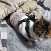 ヒメ日記 2026/02/22 14:33 投稿 ナツ★理想の小悪魔ボディ ヴィーナス(金津園)