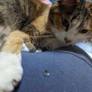 ヒメ日記 2026/03/07 23:06 投稿 ナツ★理想の小悪魔ボディ ヴィーナス(金津園)