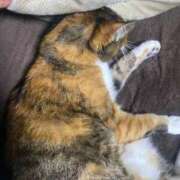 ヒメ日記 2026/03/16 19:18 投稿 ナツ★理想の小悪魔ボディ ヴィーナス(金津園)