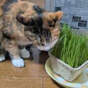 ヒメ日記 2026/04/18 01:03 投稿 ナツ★理想の小悪魔ボディ ヴィーナス(金津園)