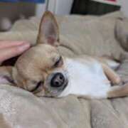 ヒメ日記 2026/04/20 00:00 投稿 ナツ★理想の小悪魔ボディ ヴィーナス(金津園)