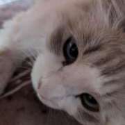 ヒメ日記 2024/12/26 18:48 投稿 ユーコ☆金津随一の神業テク ヴィーナス(金津園)