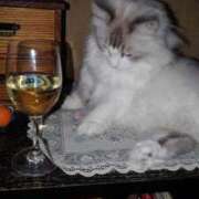 ヒメ日記 2025/01/16 18:03 投稿 ユーコ☆金津随一の神業テク ヴィーナス(金津園)