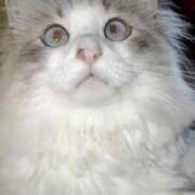 ヒメ日記 2025/02/07 17:51 投稿 ユーコ☆金津随一の神業テク ヴィーナス(金津園)