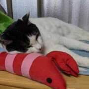 ヒメ日記 2025/02/08 12:27 投稿 ユーコ☆金津随一の神業テク ヴィーナス(金津園)