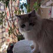 ヒメ日記 2025/02/11 18:27 投稿 ユーコ☆金津随一の神業テク ヴィーナス(金津園)