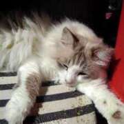 ヒメ日記 2025/02/20 12:18 投稿 ユーコ☆金津随一の神業テク ヴィーナス(金津園)