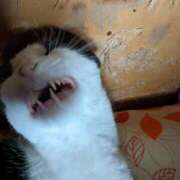 ヒメ日記 2025/02/22 12:06 投稿 ユーコ☆金津随一の神業テク ヴィーナス(金津園)