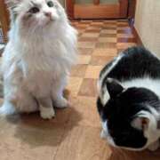 ヒメ日記 2025/02/26 20:27 投稿 ユーコ☆金津随一の神業テク ヴィーナス(金津園)