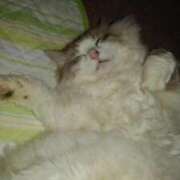 ヒメ日記 2025/03/07 17:57 投稿 ユーコ☆金津随一の神業テク ヴィーナス(金津園)