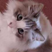 ヒメ日記 2025/03/13 19:42 投稿 ユーコ☆金津随一の神業テク ヴィーナス(金津園)