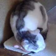 ヒメ日記 2025/03/28 18:27 投稿 ユーコ☆金津随一の神業テク ヴィーナス(金津園)