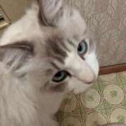 ヒメ日記 2025/03/29 12:06 投稿 ユーコ☆金津随一の神業テク ヴィーナス(金津園)