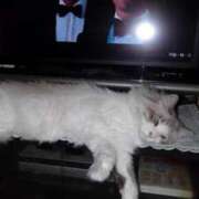 ヒメ日記 2025/04/01 12:06 投稿 ユーコ☆金津随一の神業テク ヴィーナス(金津園)