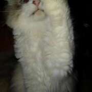 ヒメ日記 2025/04/12 21:33 投稿 ユーコ☆金津随一の神業テク ヴィーナス(金津園)