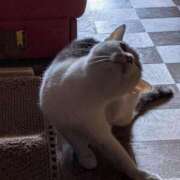 ヒメ日記 2025/04/27 12:18 投稿 ユーコ☆金津随一の神業テク ヴィーナス(金津園)