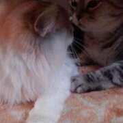 ヒメ日記 2025/05/05 18:12 投稿 ユーコ☆金津随一の神業テク ヴィーナス(金津園)