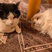 ヒメ日記 2025/05/14 12:12 投稿 ユーコ☆金津随一の神業テク ヴィーナス(金津園)