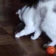 ヒメ日記 2025/05/17 12:48 投稿 ユーコ☆金津随一の神業テク ヴィーナス(金津園)