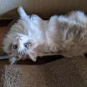 ヒメ日記 2025/05/30 18:12 投稿 ユーコ☆金津随一の神業テク ヴィーナス(金津園)