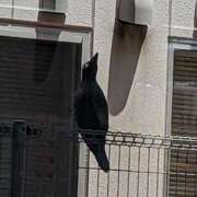 ヒメ日記 2025/06/01 20:21 投稿 ユーコ☆金津随一の神業テク ヴィーナス(金津園)