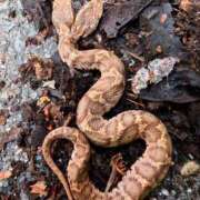 ヒメ日記 2025/06/12 18:33 投稿 ユーコ☆金津随一の神業テク ヴィーナス(金津園)