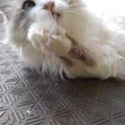 ヒメ日記 2025/06/13 18:12 投稿 ユーコ☆金津随一の神業テク ヴィーナス(金津園)