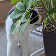 ヒメ日記 2025/06/23 18:33 投稿 ユーコ☆金津随一の神業テク ヴィーナス(金津園)