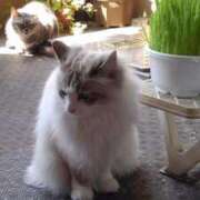 ヒメ日記 2025/07/04 18:06 投稿 ユーコ☆金津随一の神業テク ヴィーナス(金津園)