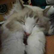 ヒメ日記 2025/07/07 20:03 投稿 ユーコ☆金津随一の神業テク ヴィーナス(金津園)