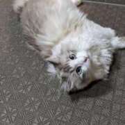 ヒメ日記 2025/07/08 19:48 投稿 ユーコ☆金津随一の神業テク ヴィーナス(金津園)