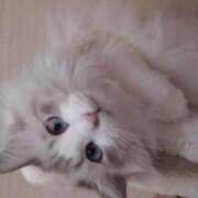 ヒメ日記 2025/07/10 21:33 投稿 ユーコ☆金津随一の神業テク ヴィーナス(金津園)