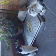 ヒメ日記 2025/07/11 18:27 投稿 ユーコ☆金津随一の神業テク ヴィーナス(金津園)