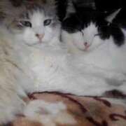 ヒメ日記 2025/07/19 12:09 投稿 ユーコ☆金津随一の神業テク ヴィーナス(金津園)