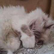 ヒメ日記 2025/08/21 20:12 投稿 ユーコ☆金津随一の神業テク ヴィーナス(金津園)