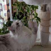 ヒメ日記 2025/08/23 12:12 投稿 ユーコ☆金津随一の神業テク ヴィーナス(金津園)