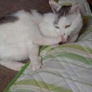 ヒメ日記 2025/08/31 12:24 投稿 ユーコ☆金津随一の神業テク ヴィーナス(金津園)