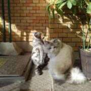 ヒメ日記 2025/09/03 18:18 投稿 ユーコ☆金津随一の神業テク ヴィーナス(金津園)