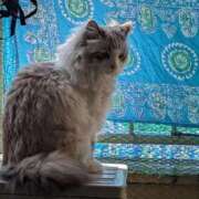 ヒメ日記 2025/09/26 17:48 投稿 ユーコ☆金津随一の神業テク ヴィーナス(金津園)