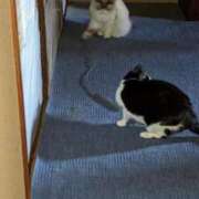 ヒメ日記 2025/10/12 12:27 投稿 ユーコ☆金津随一の神業テク ヴィーナス(金津園)