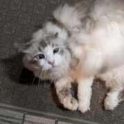 ヒメ日記 2025/10/14 18:57 投稿 ユーコ☆金津随一の神業テク ヴィーナス(金津園)