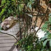 ヒメ日記 2025/11/03 17:33 投稿 ユーコ☆金津随一の神業テク ヴィーナス(金津園)