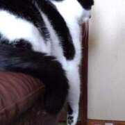 ヒメ日記 2025/12/02 18:42 投稿 ユーコ☆金津随一の神業テク ヴィーナス(金津園)