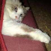 ヒメ日記 2025/12/03 18:33 投稿 ユーコ☆金津随一の神業テク ヴィーナス(金津園)