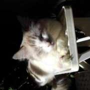 ユーコ☆金津随一の神業テク 本物志向で ヴィーナス(金津園)