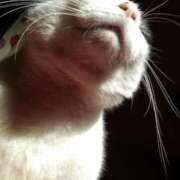 ユーコ☆金津随一の神業テク 衝撃メニューか ヴィーナス(金津園)